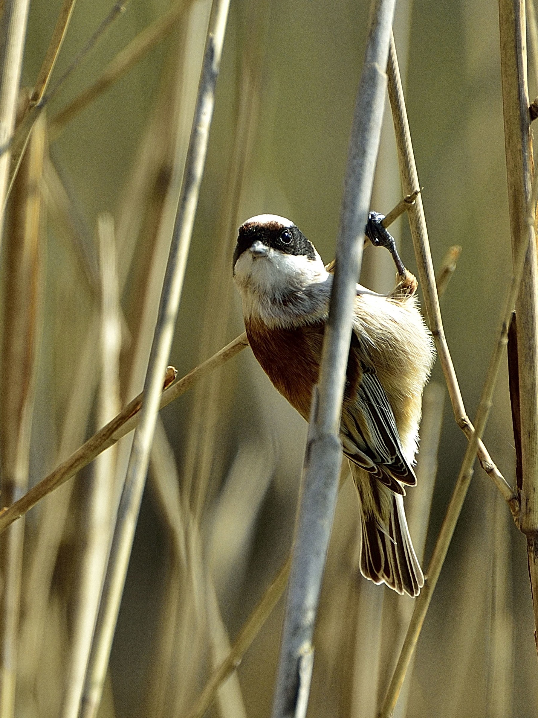 Pendolino della Piana