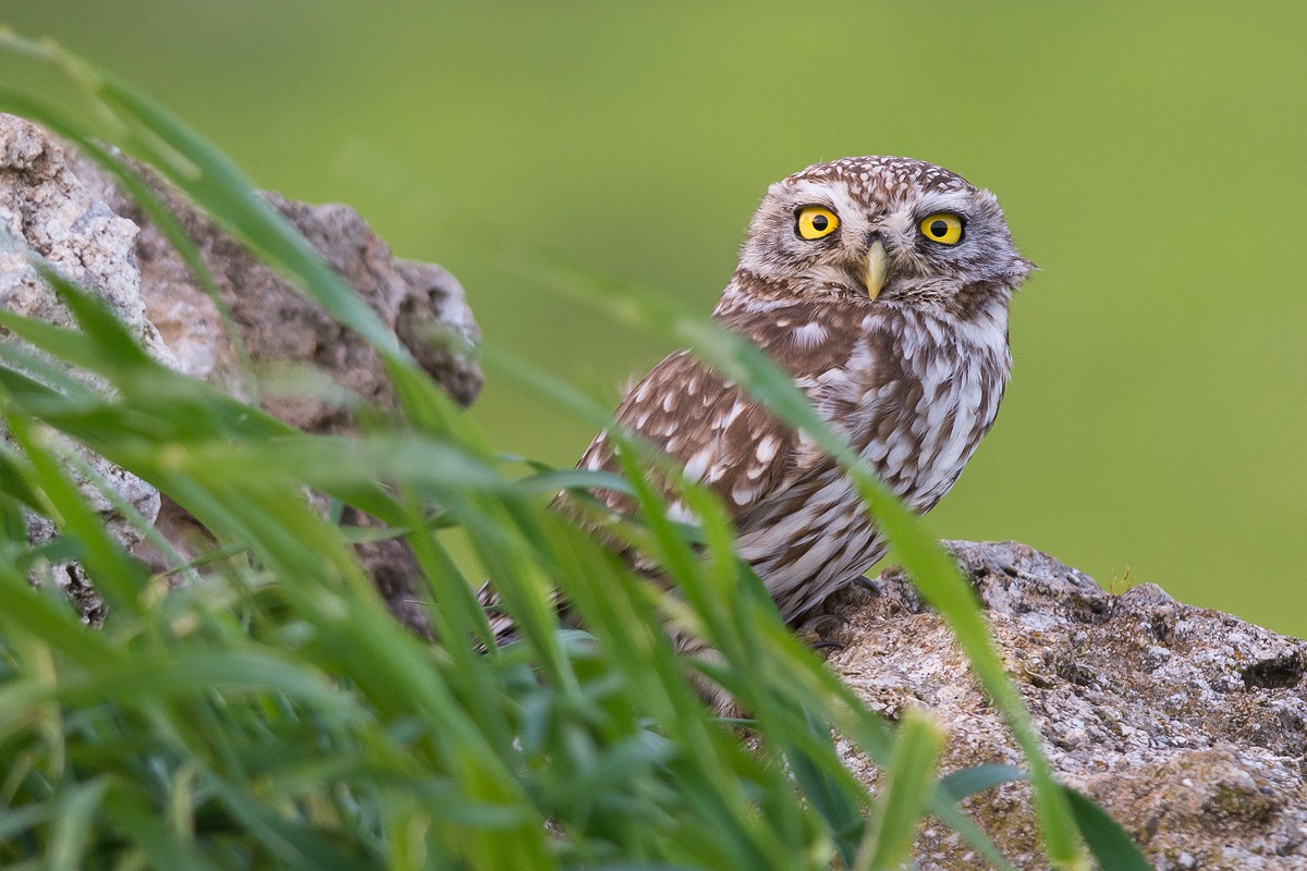 Little Owl (Athene noctua)