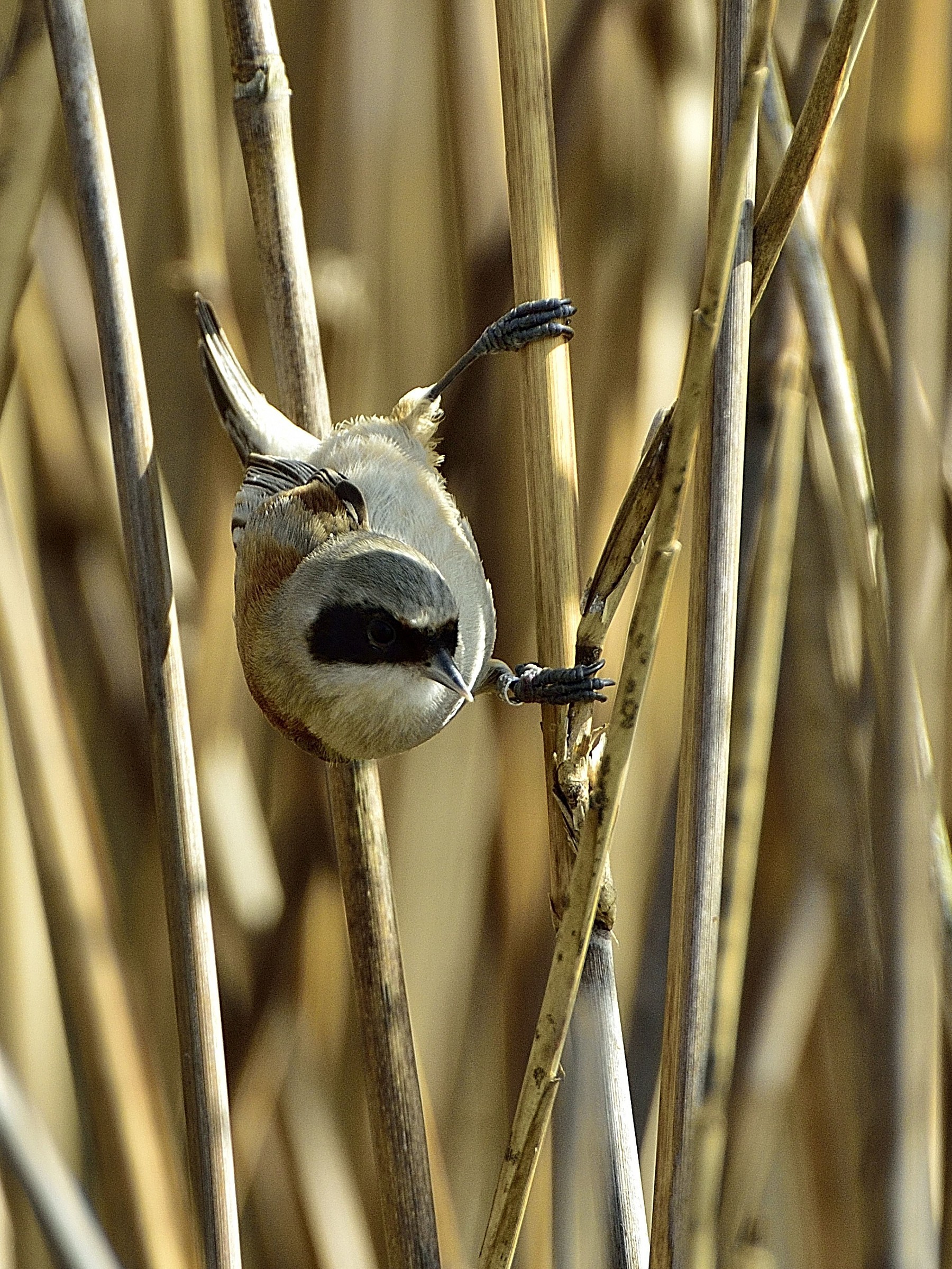 Pendolino della Piana con anello
