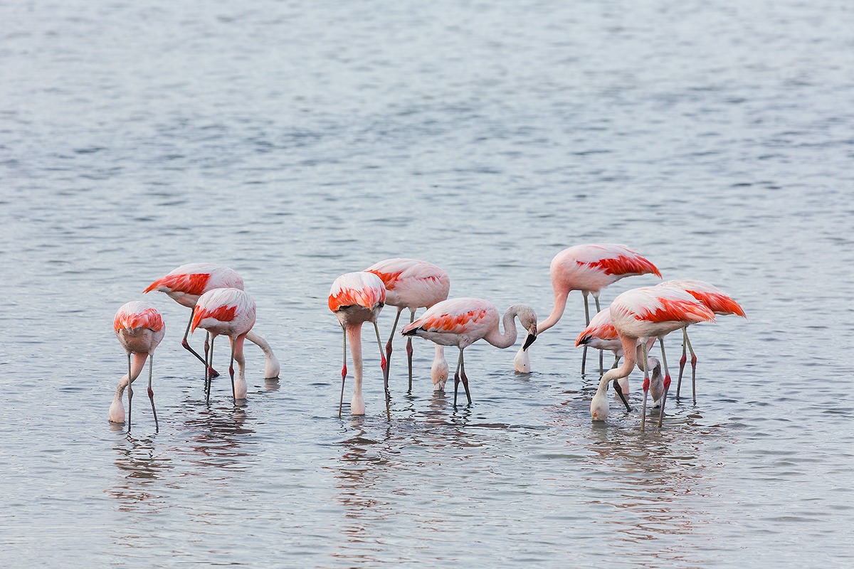 Phoenicopterus chilensis