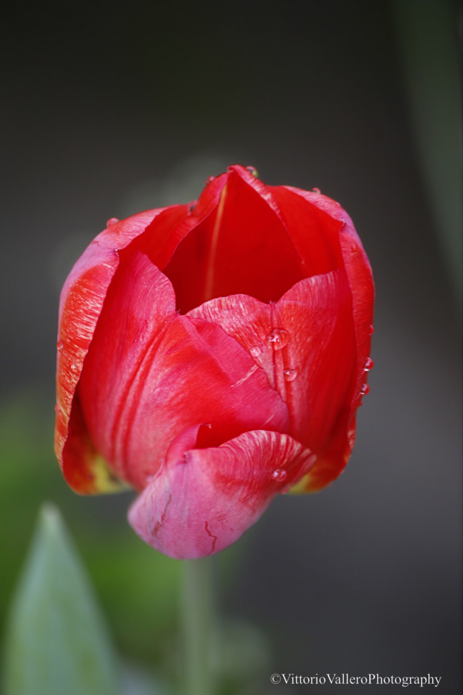 Messer tulip 1