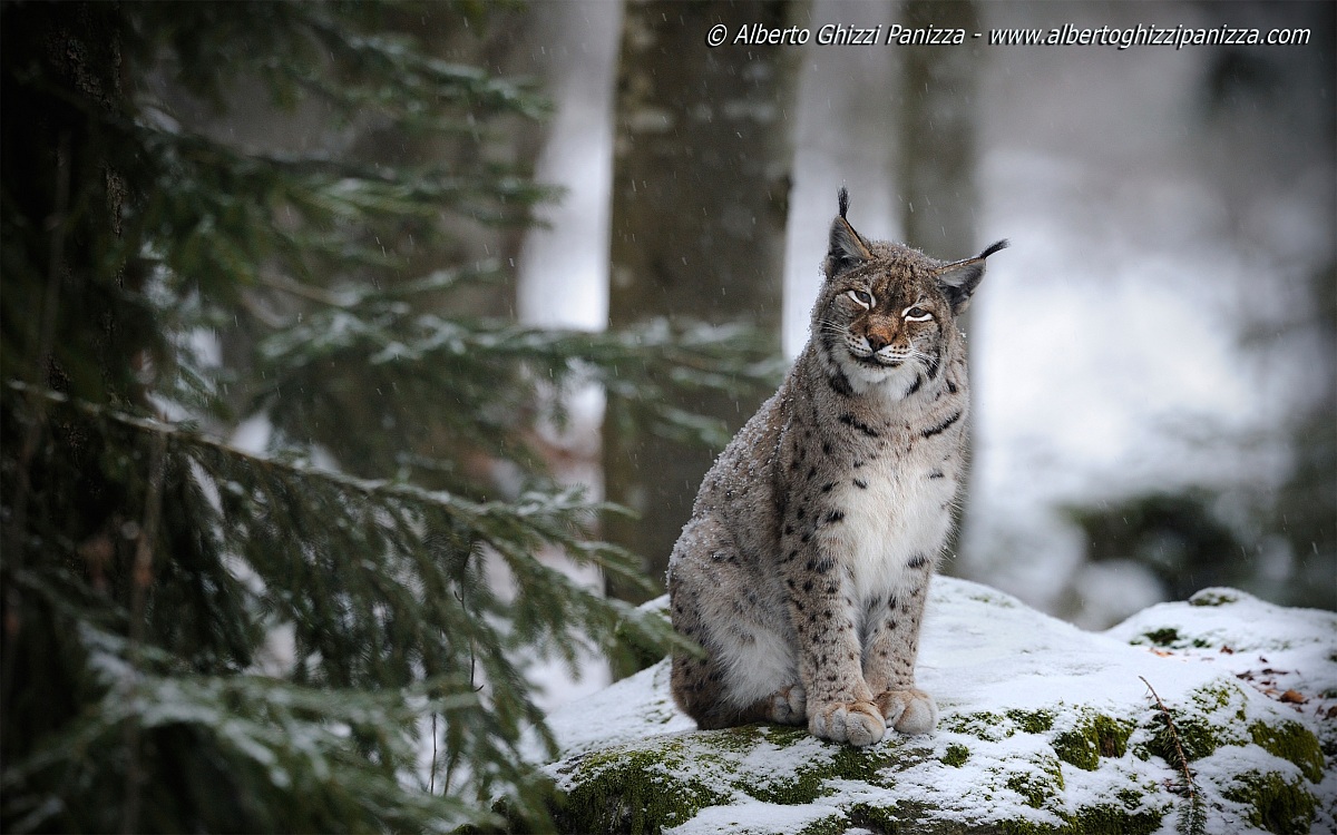 Lince tra la neve