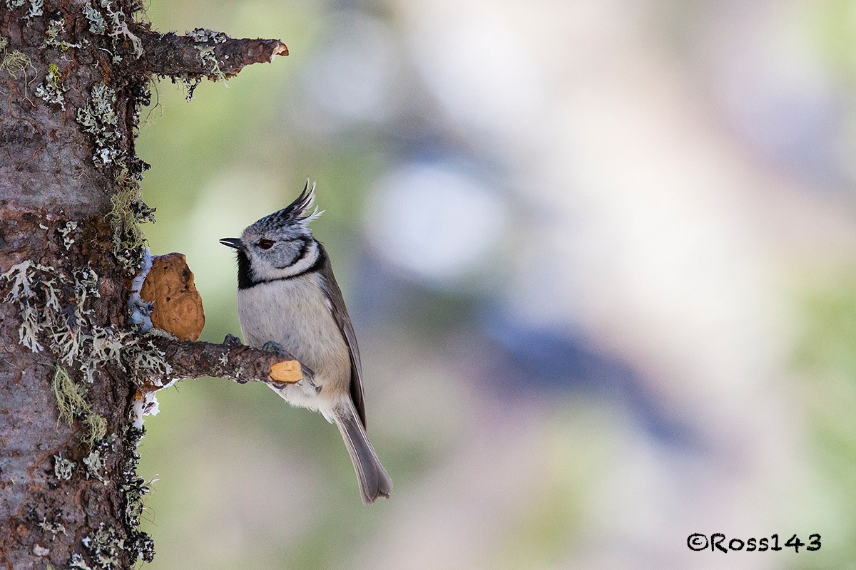 Crested Tit 4