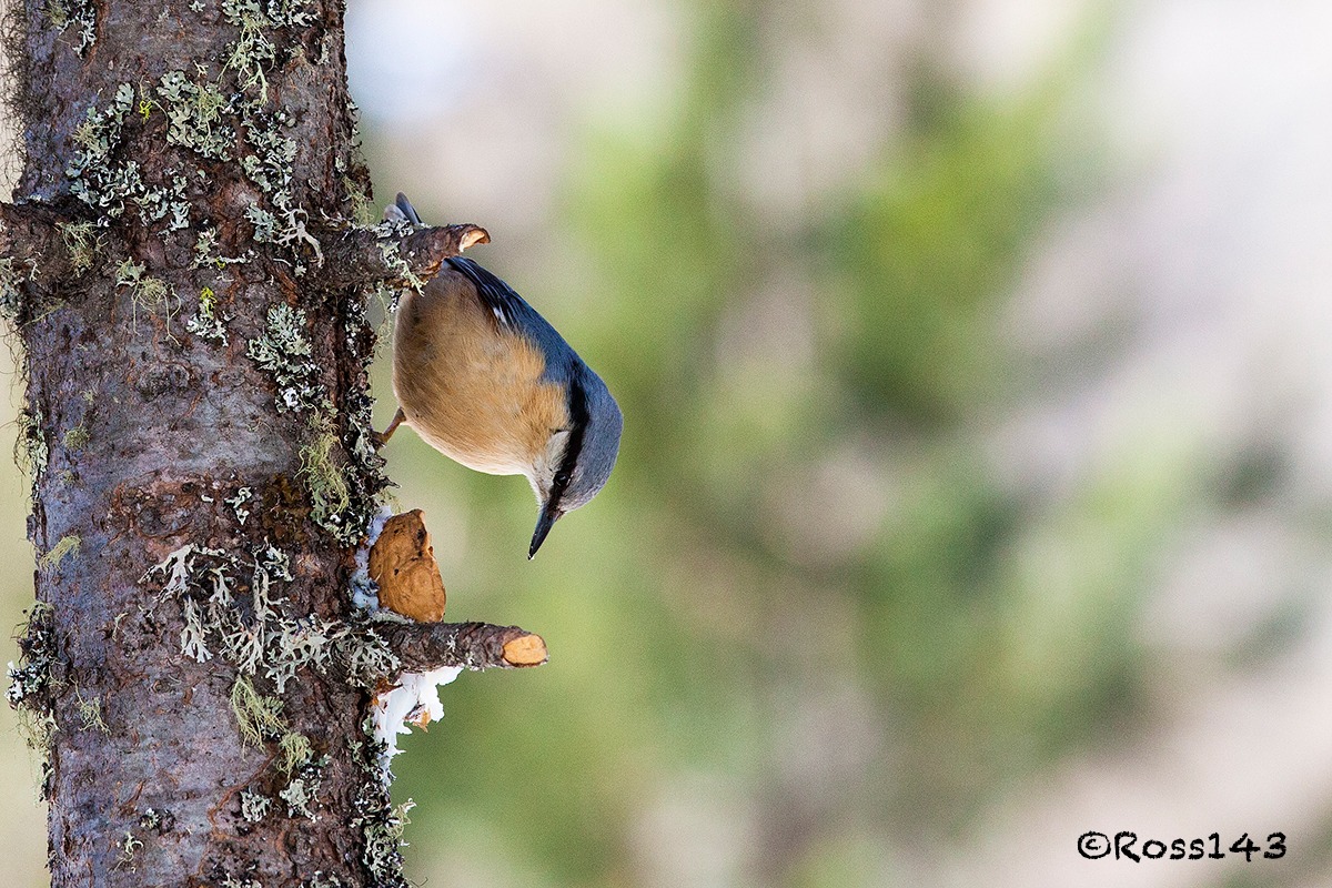 Nuthatch 3