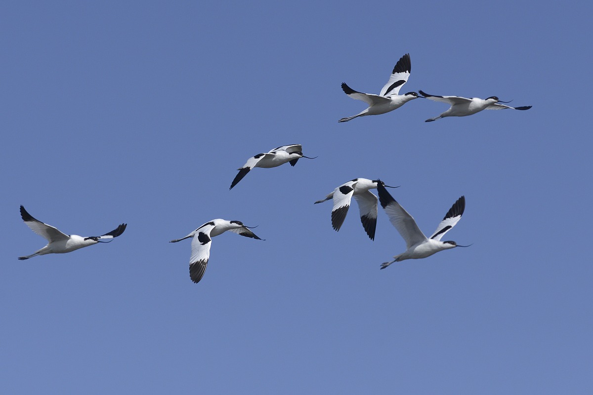 avocette