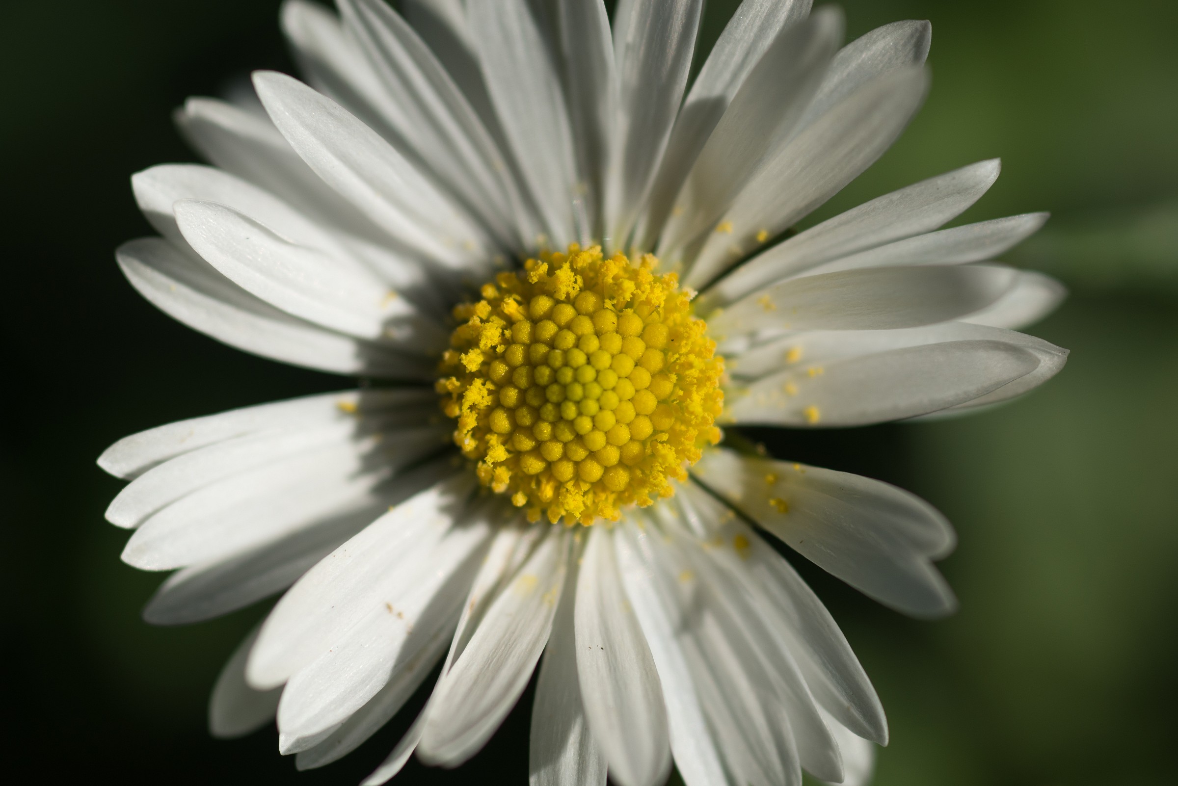 una semplice margherita