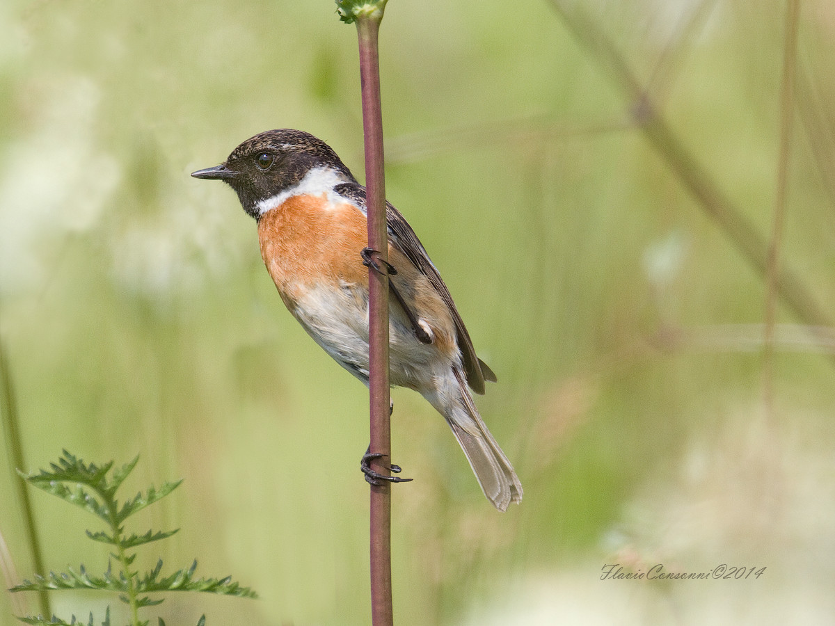 Stonechat