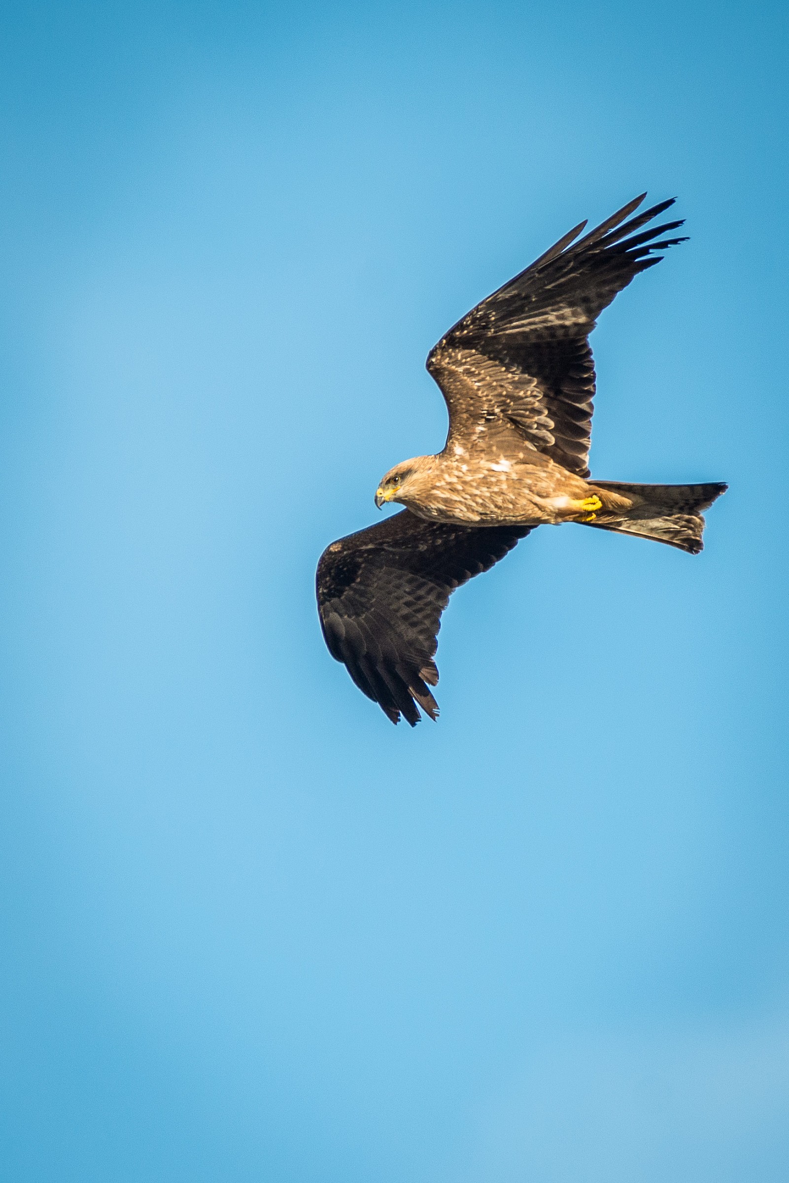 Nibbio Bruno (juv.) in volo