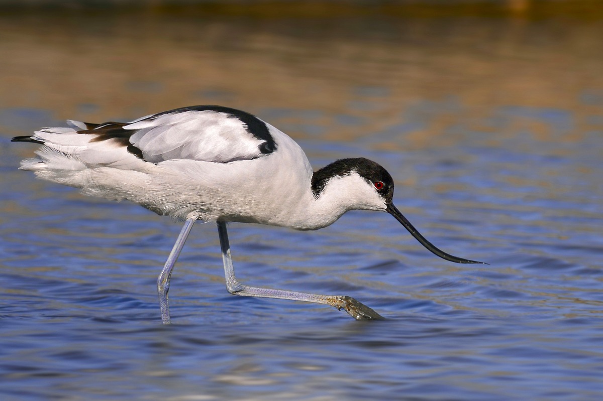 avocet