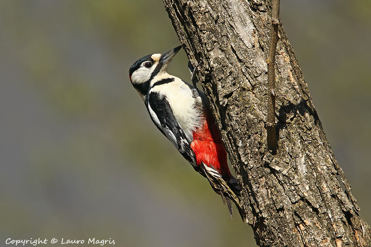 Incontro ravvicinato