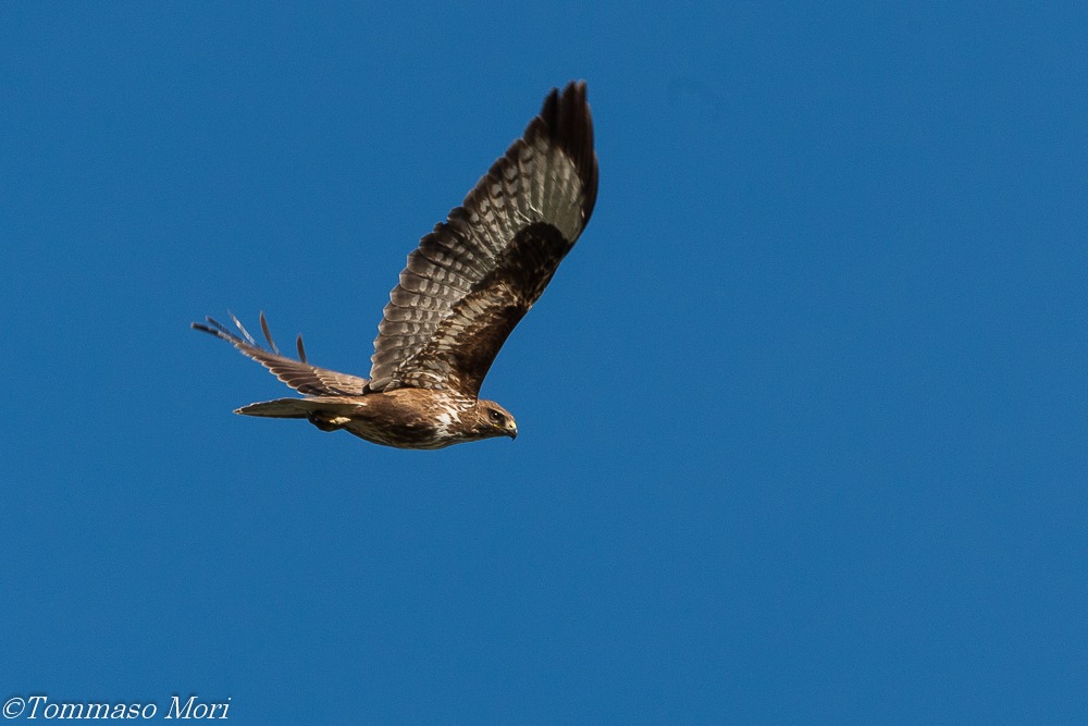 Buteo buteo