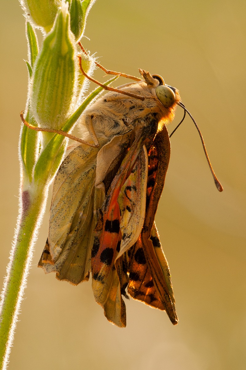 Argynnis pandora