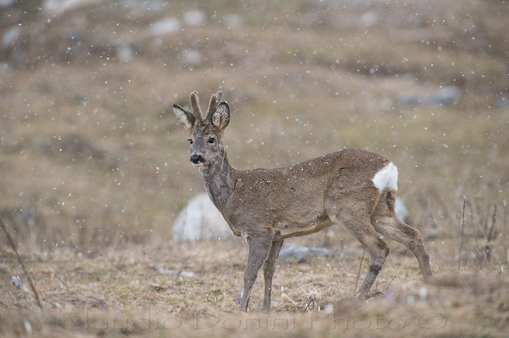 Capriolo Easter ....