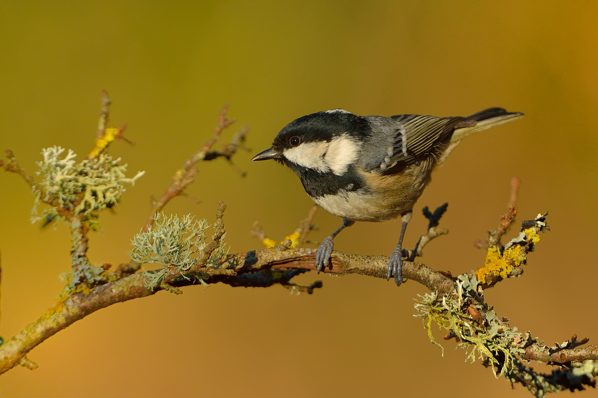 coal tit