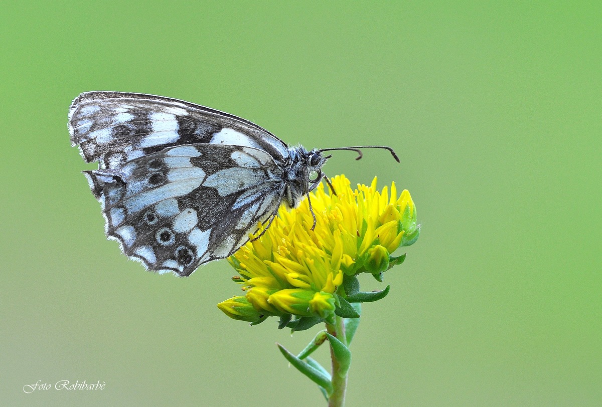 Galatea...sul Sedum...