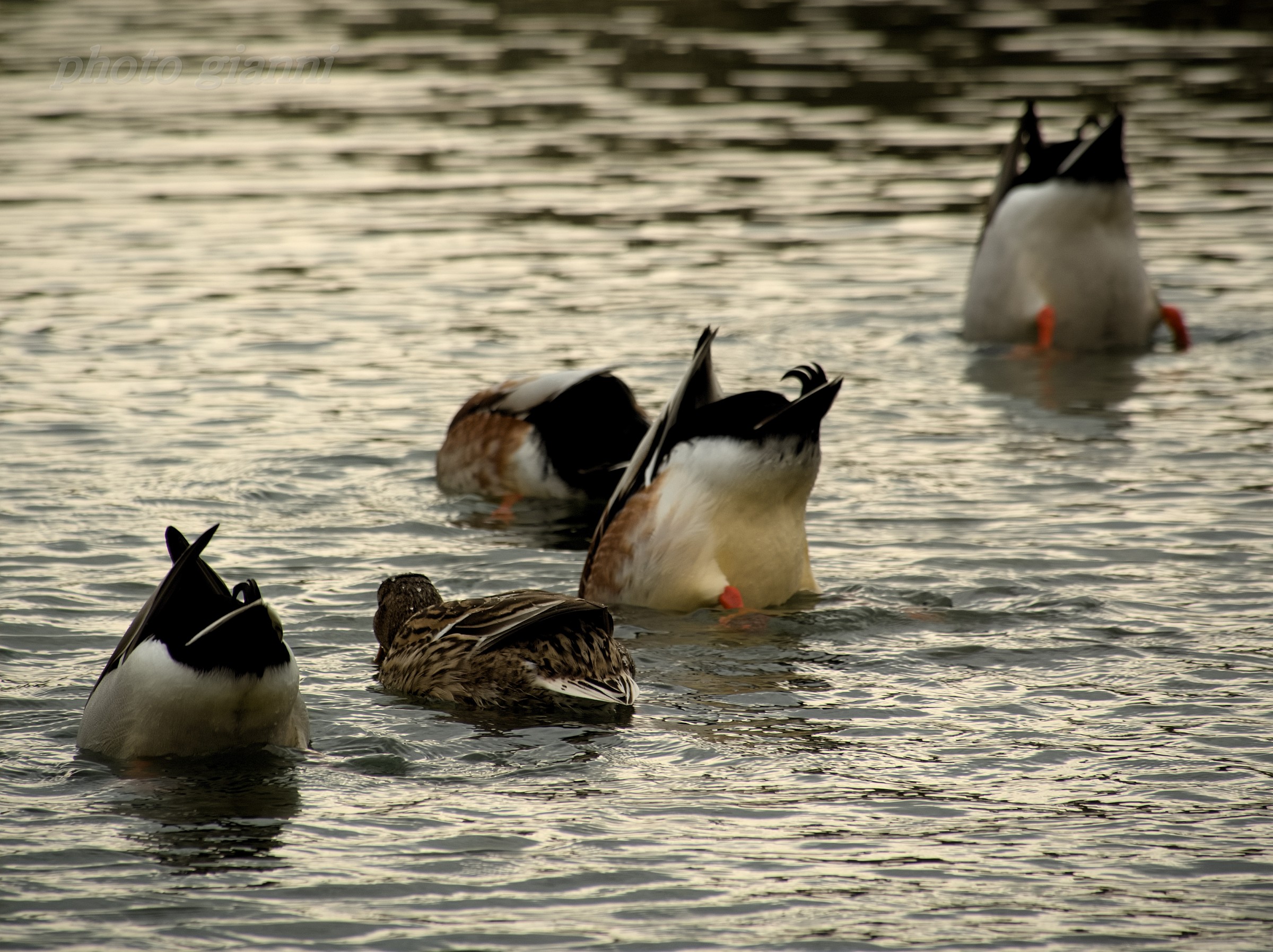 nuoto quasi sicronizzato