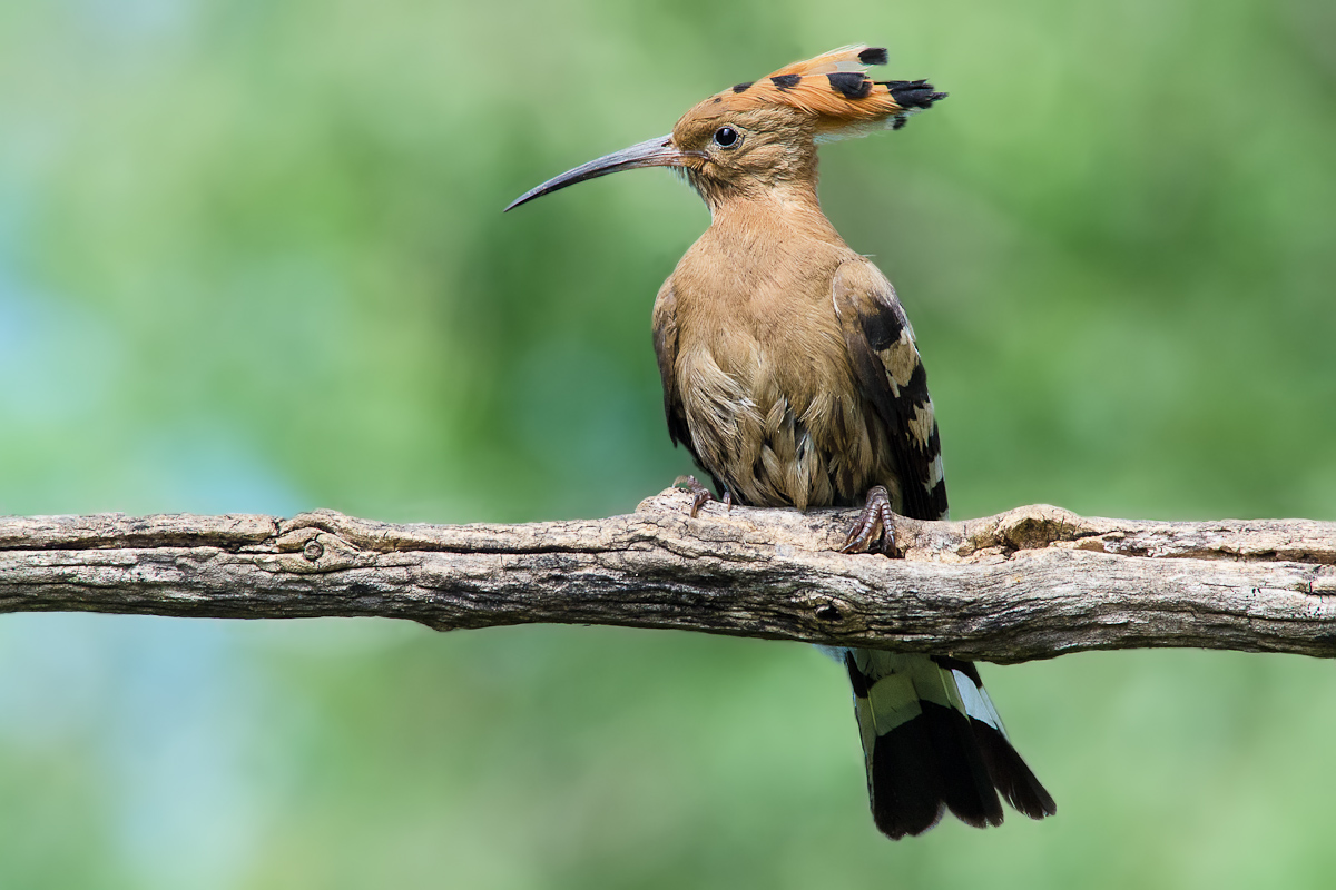 Hoopoe