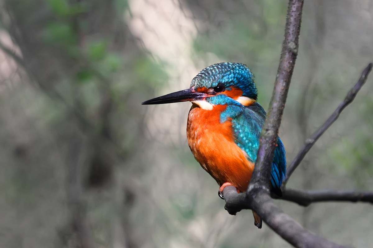 Kingfisher with little desire to fish