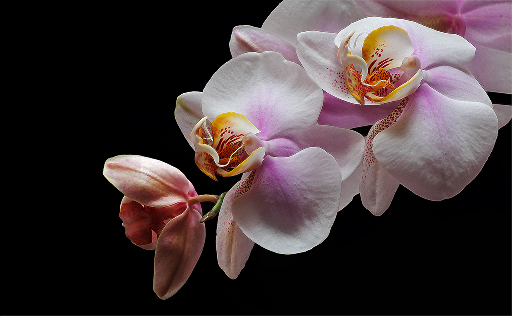 Phalaenopsis