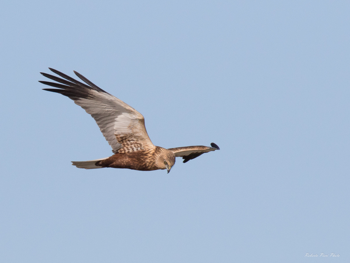 marsh harrier