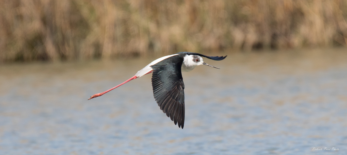 Knight of Italy in flight