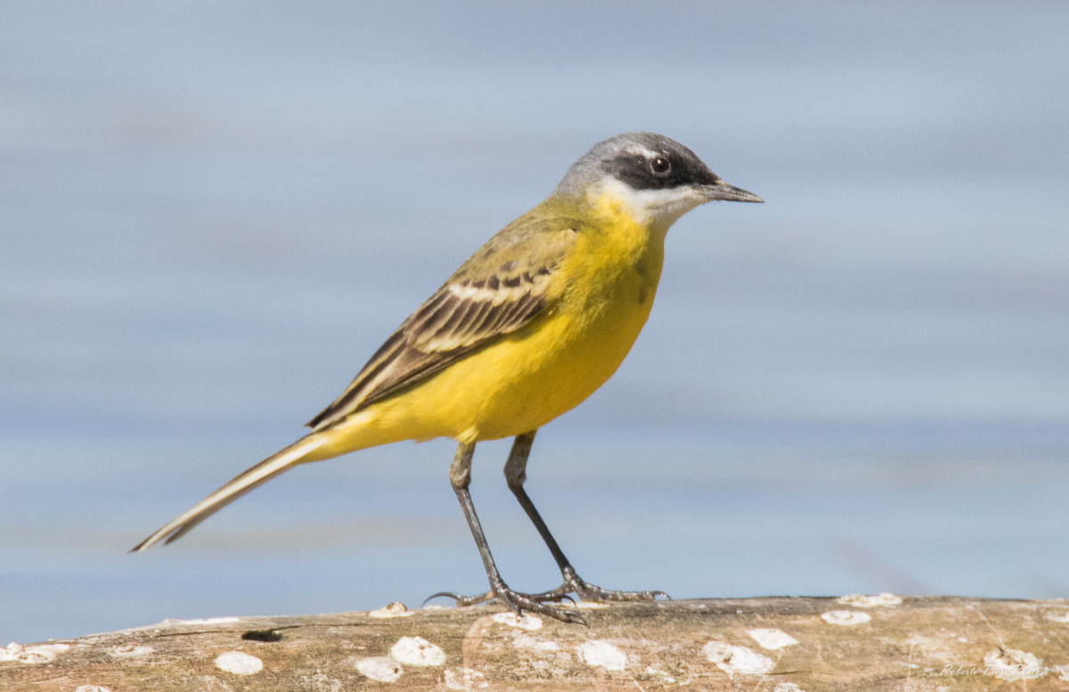wagtail