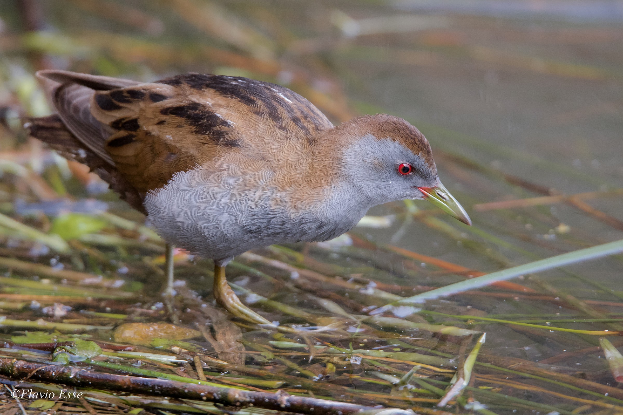 Baillon's Crake