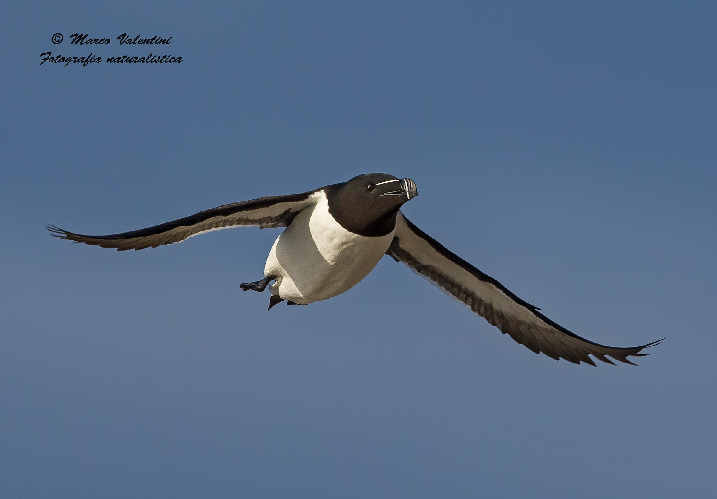 Razorbill the fly