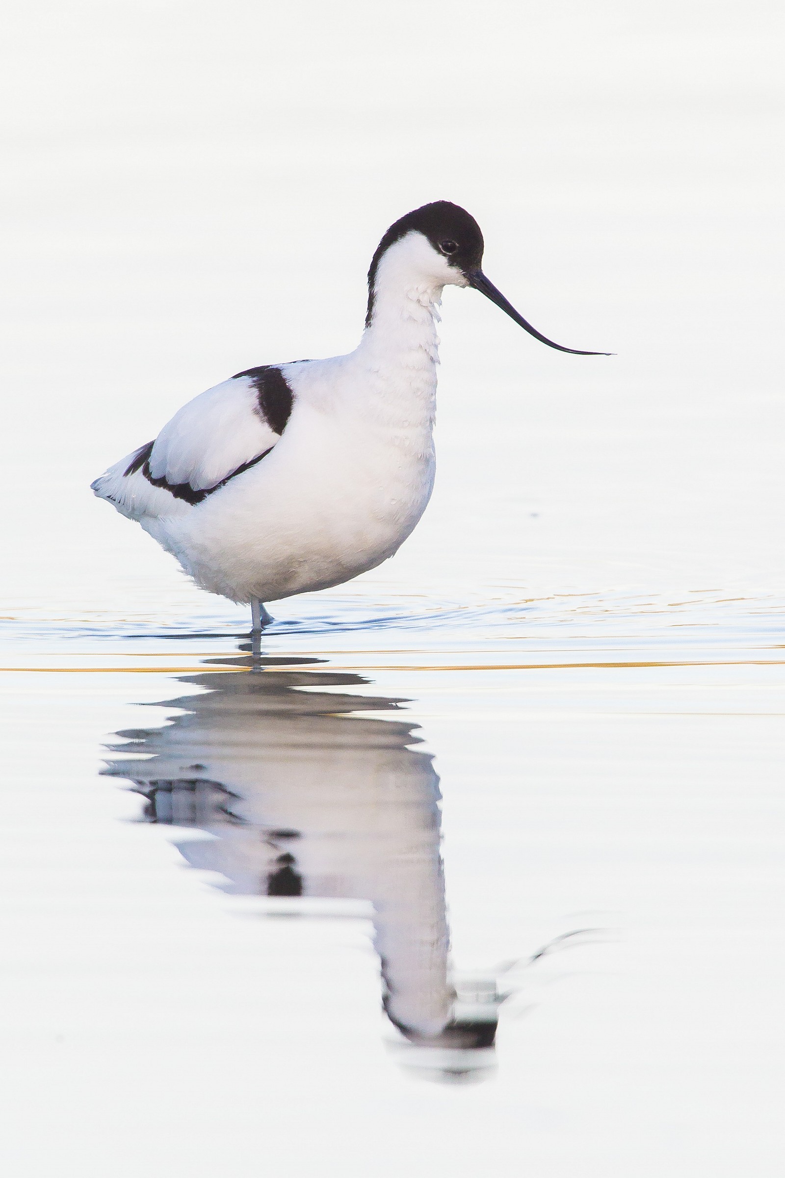 Avocetta in HK