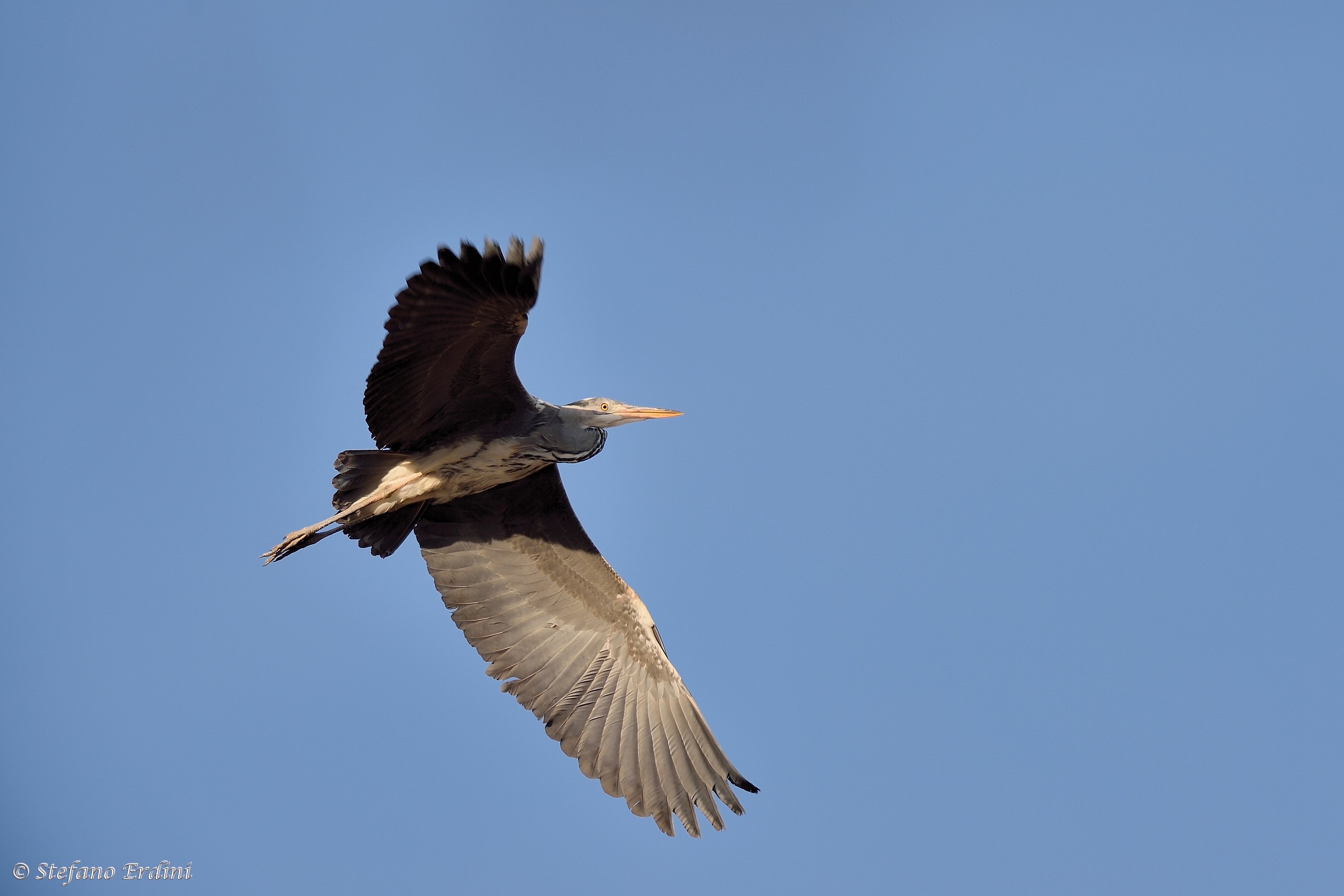 Primi scatti con 500 f4 VR.