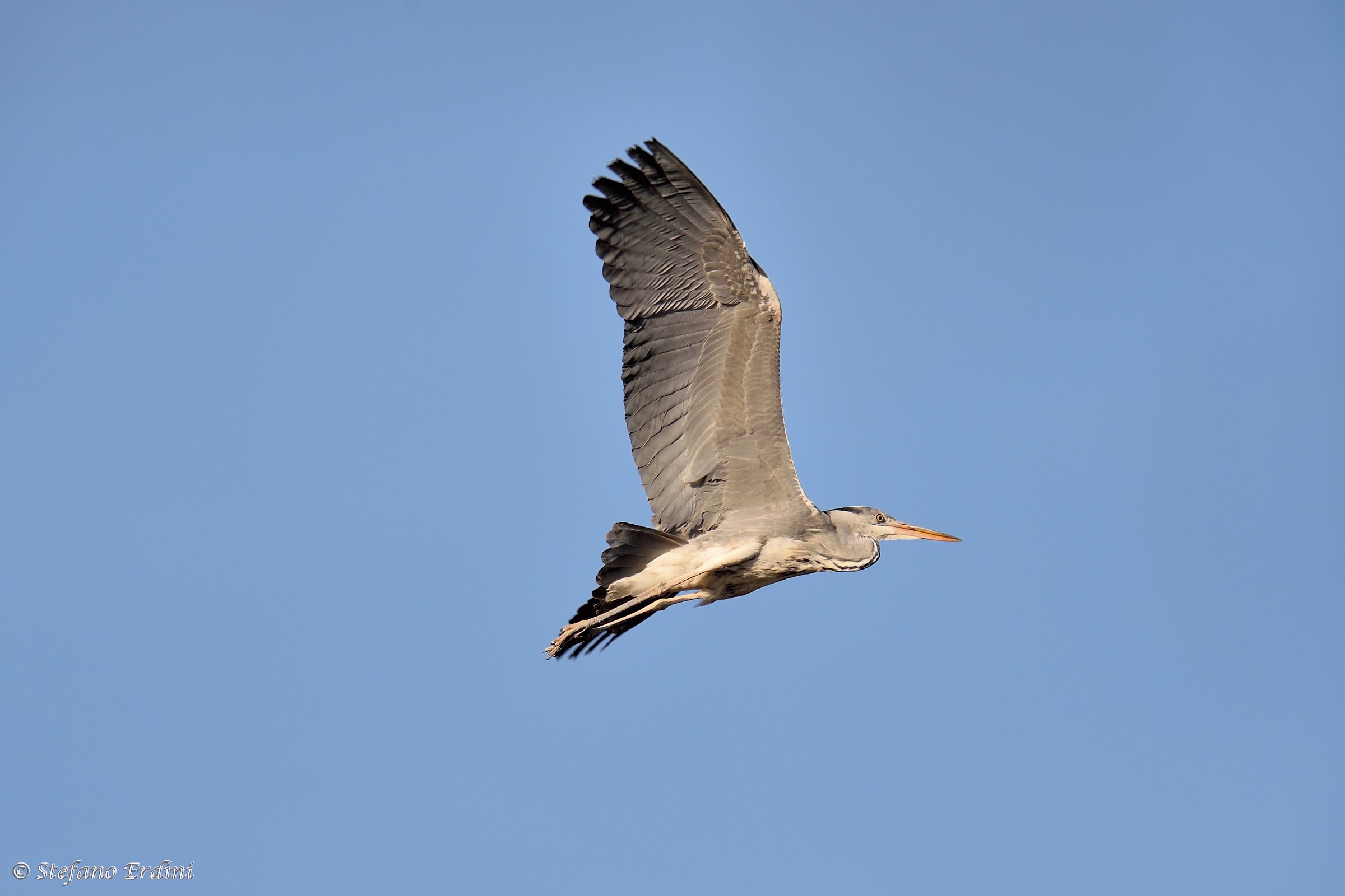 Primi scatti con 500 f4 VR