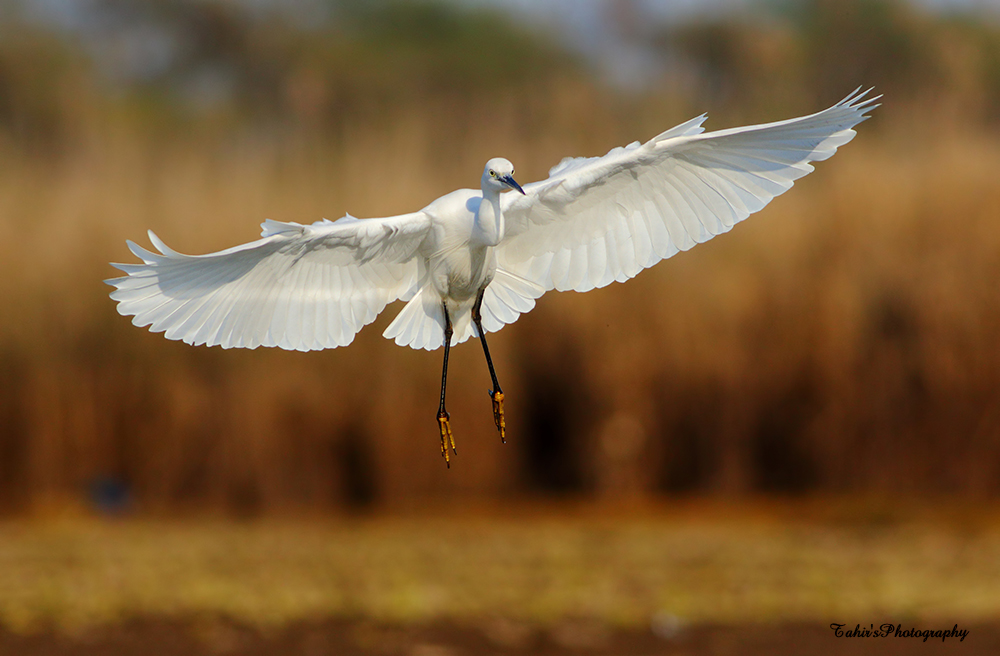 Little Egret