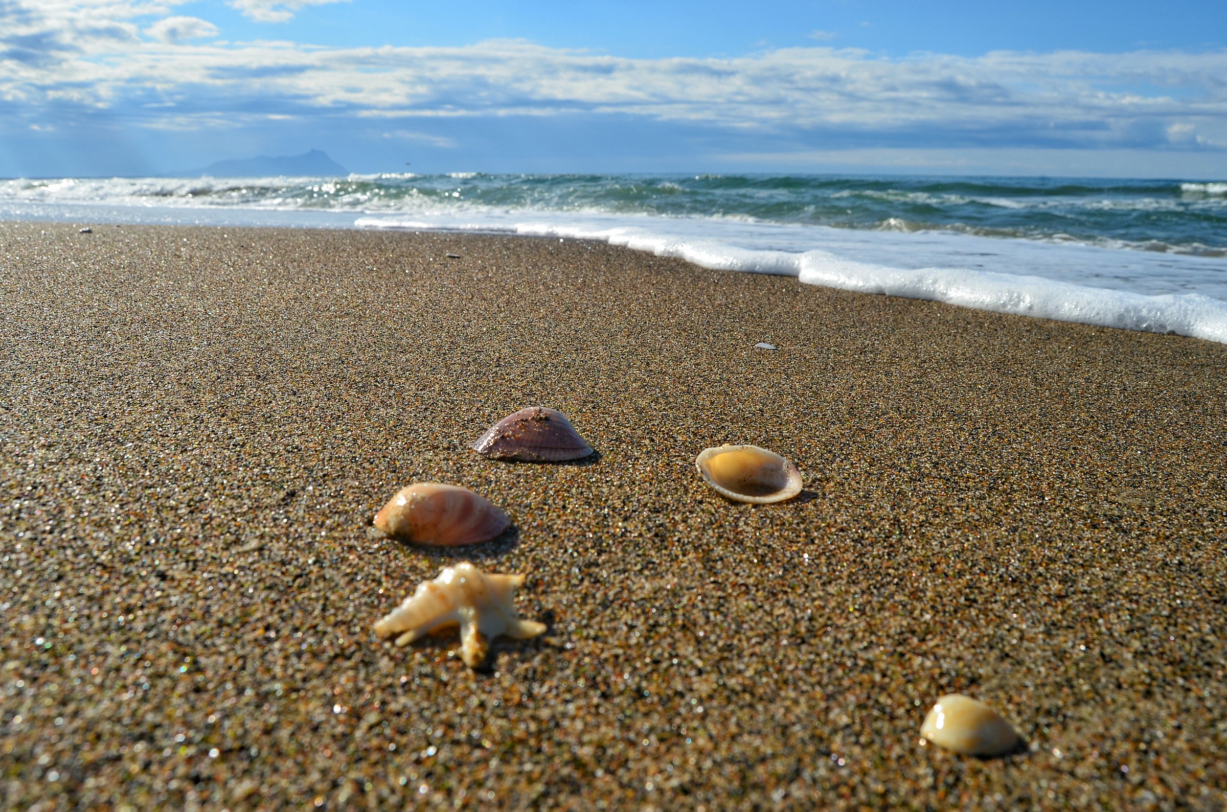 un mare di conchiglie
