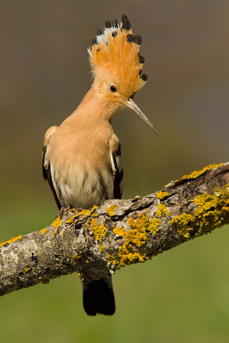 La mia prima upupa del 2015
