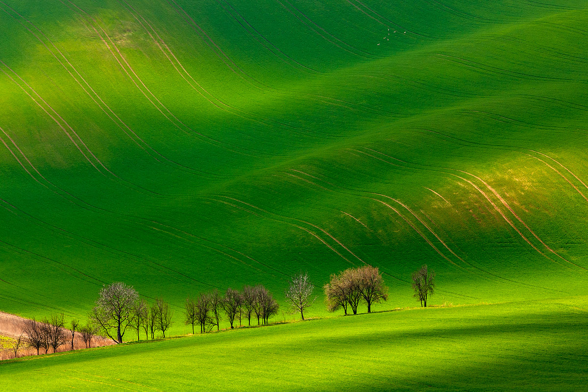 Primavera in campo Moravia
