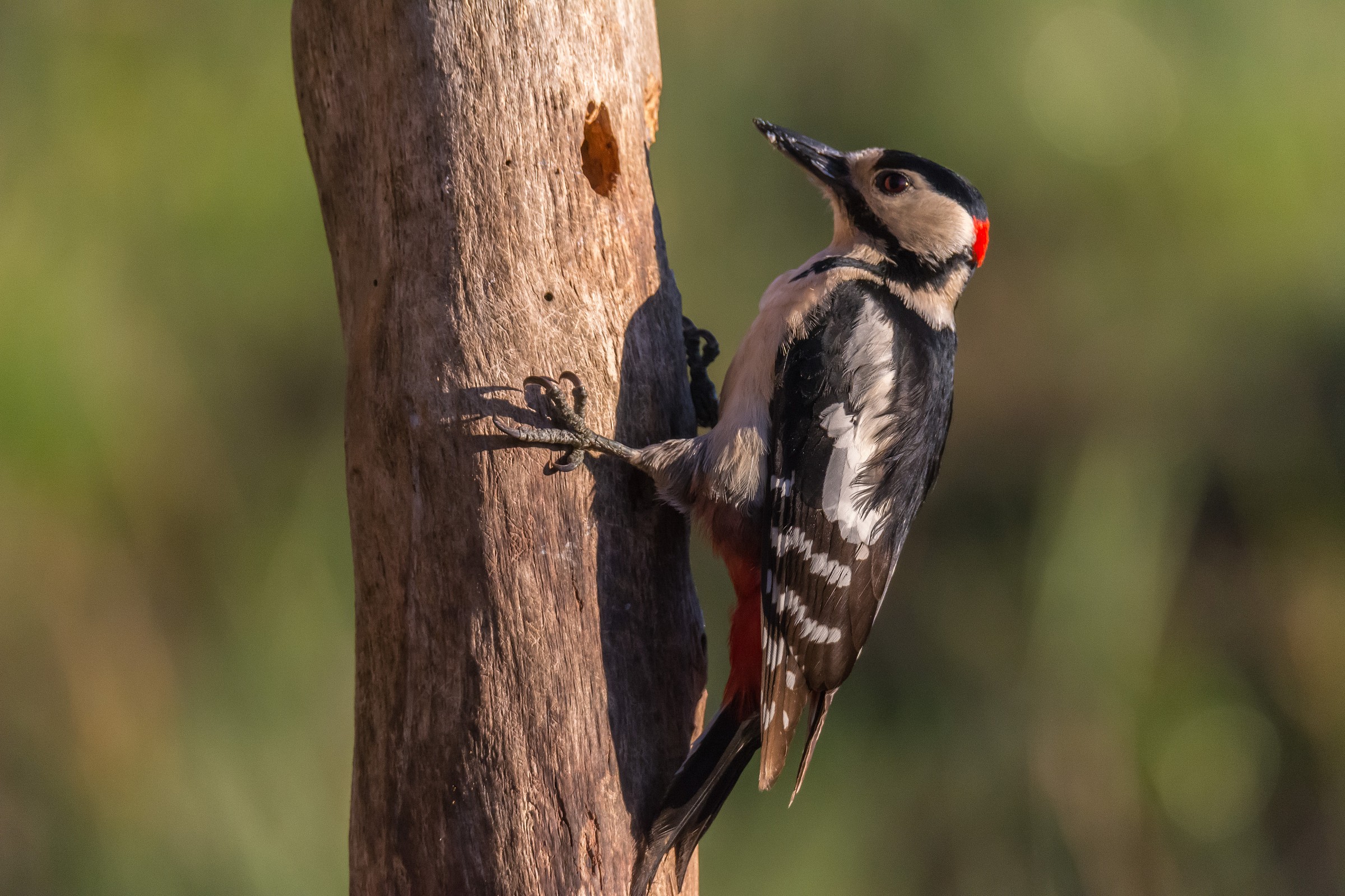 Picchio rosso maggiore