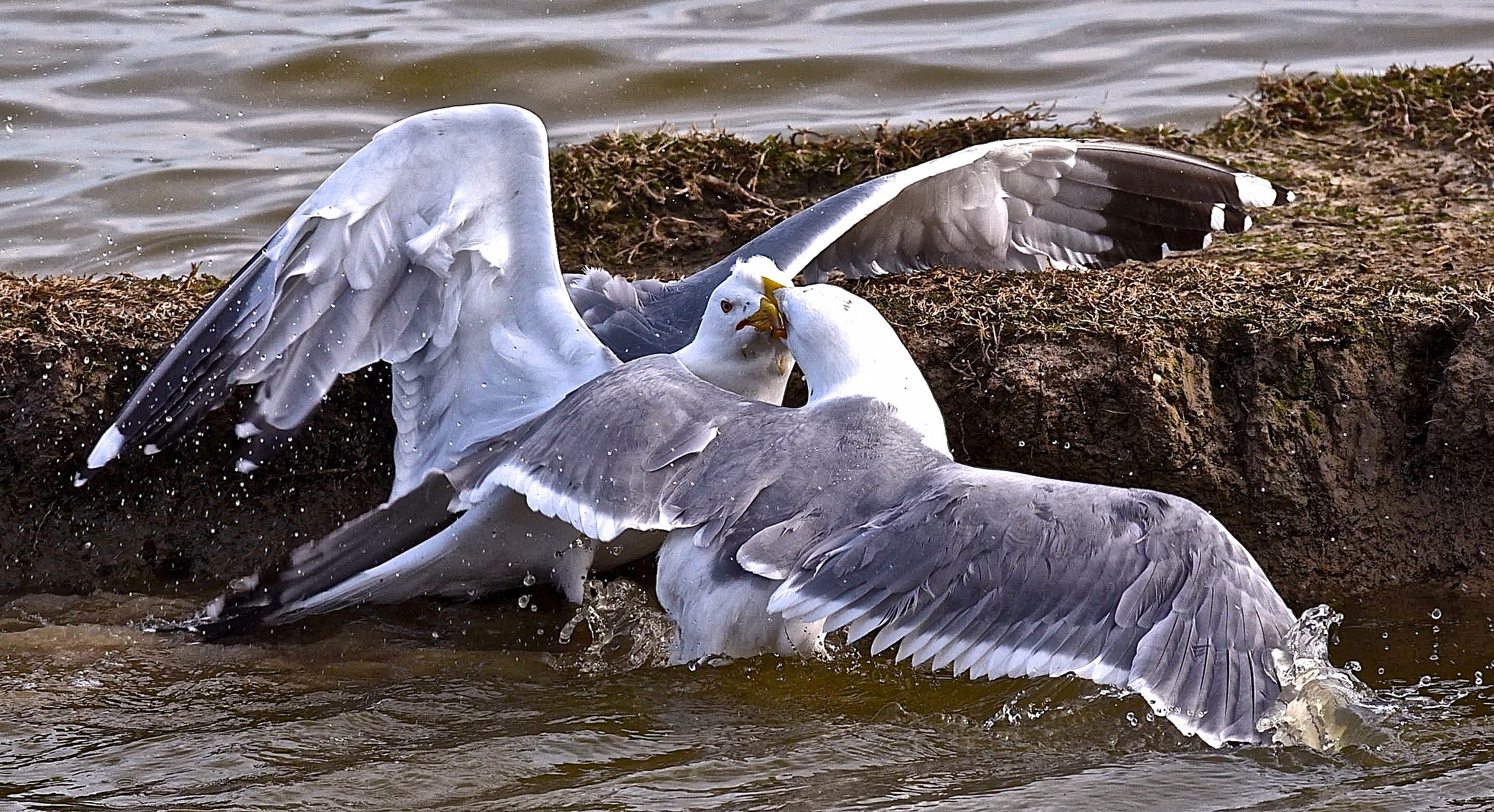 Primavera stagione di lotte e di amori...