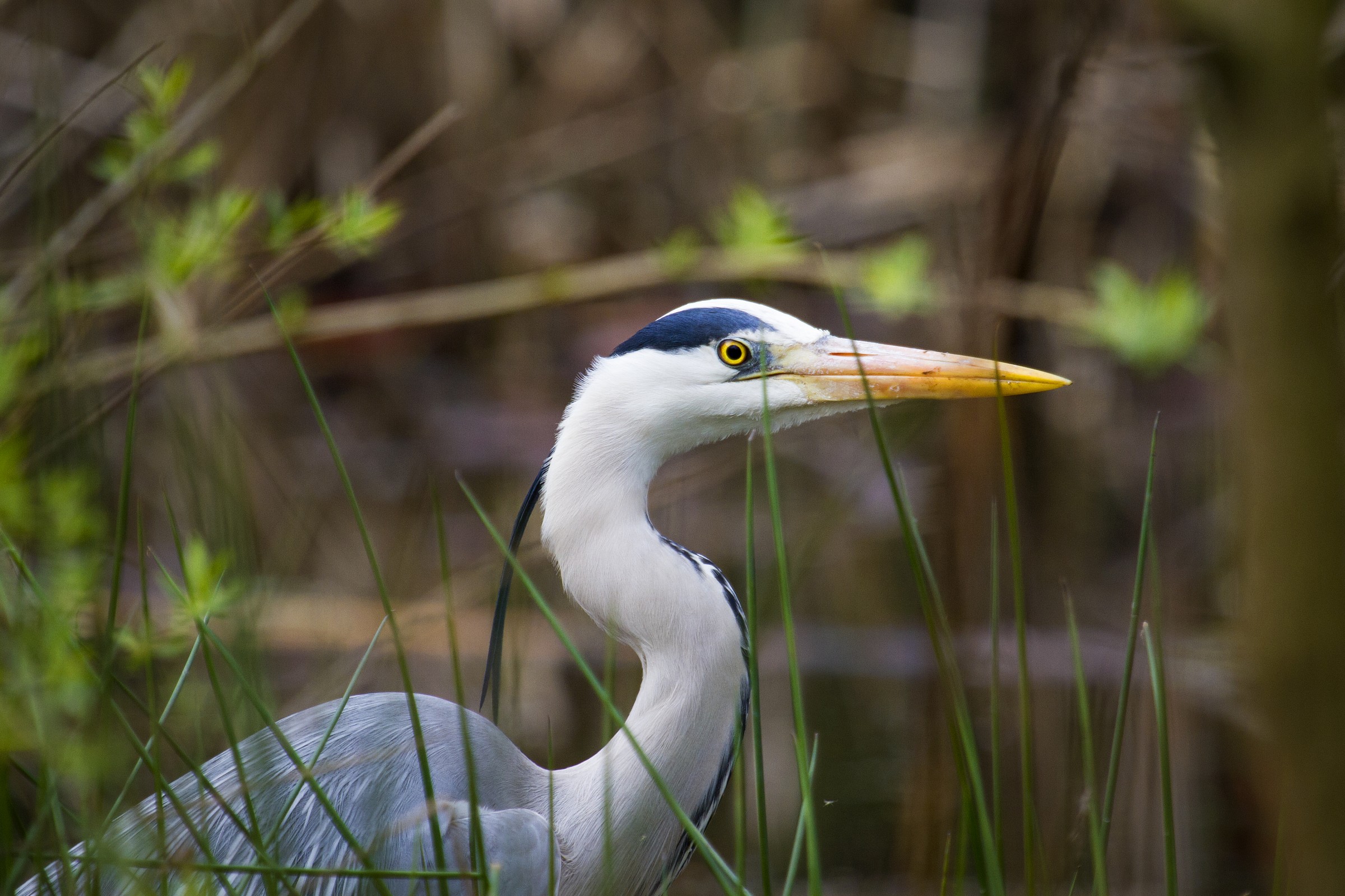 Grey Heron