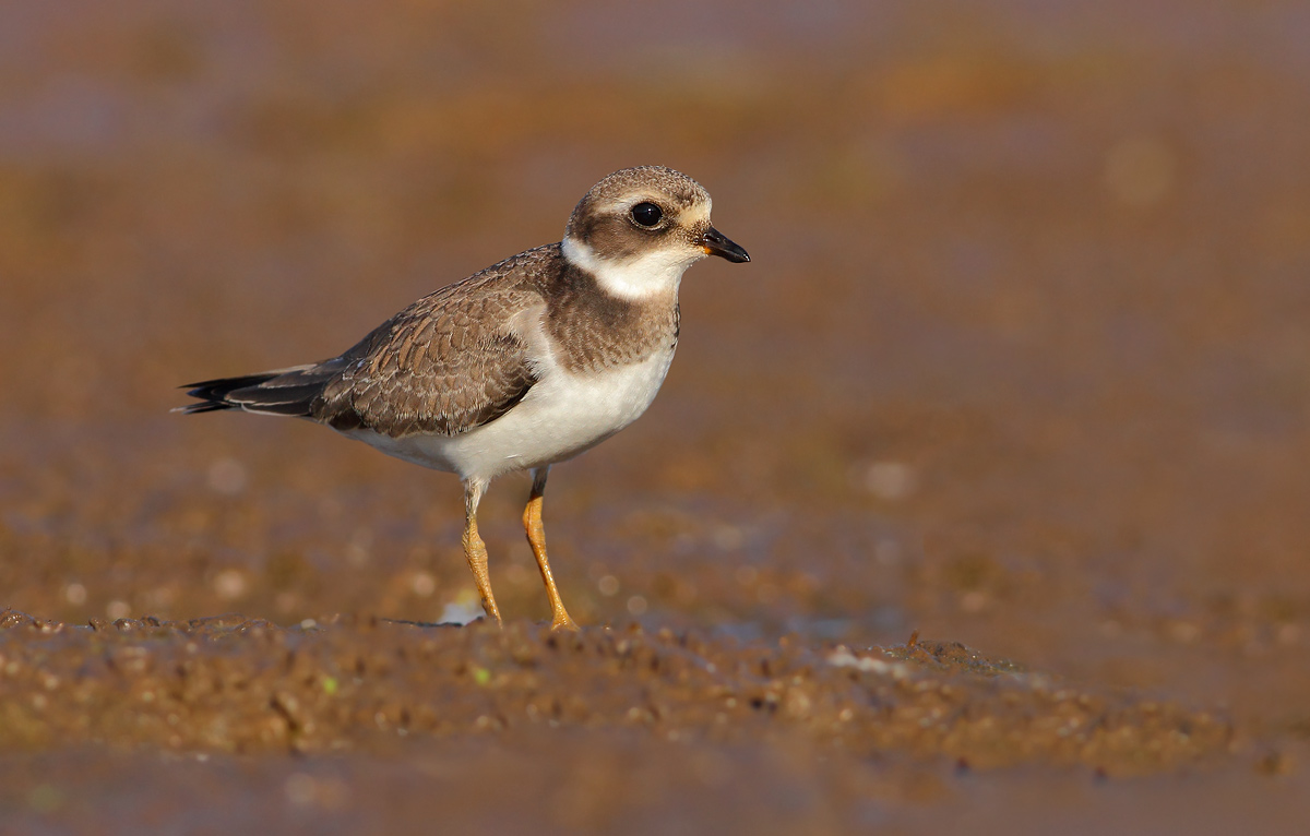 Ringed Plover