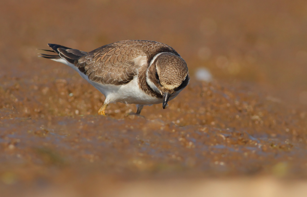 Ringed Plover