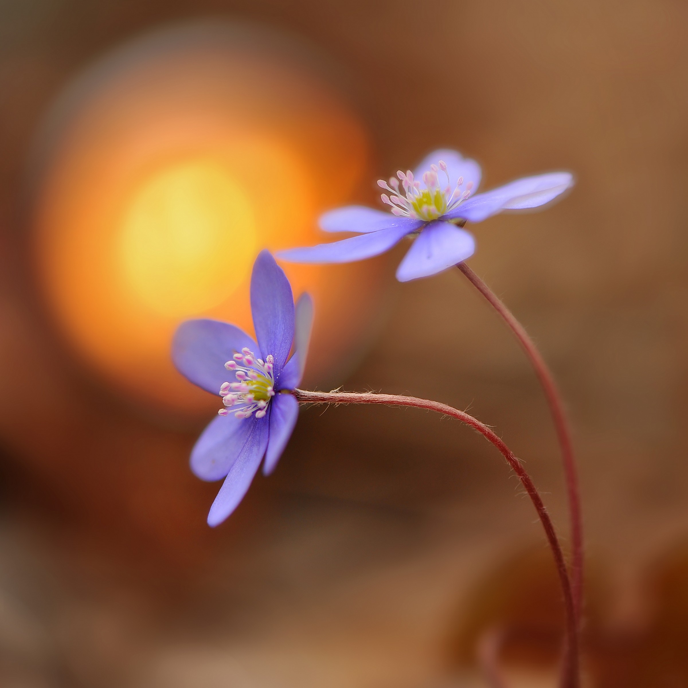 Anemone hepatica