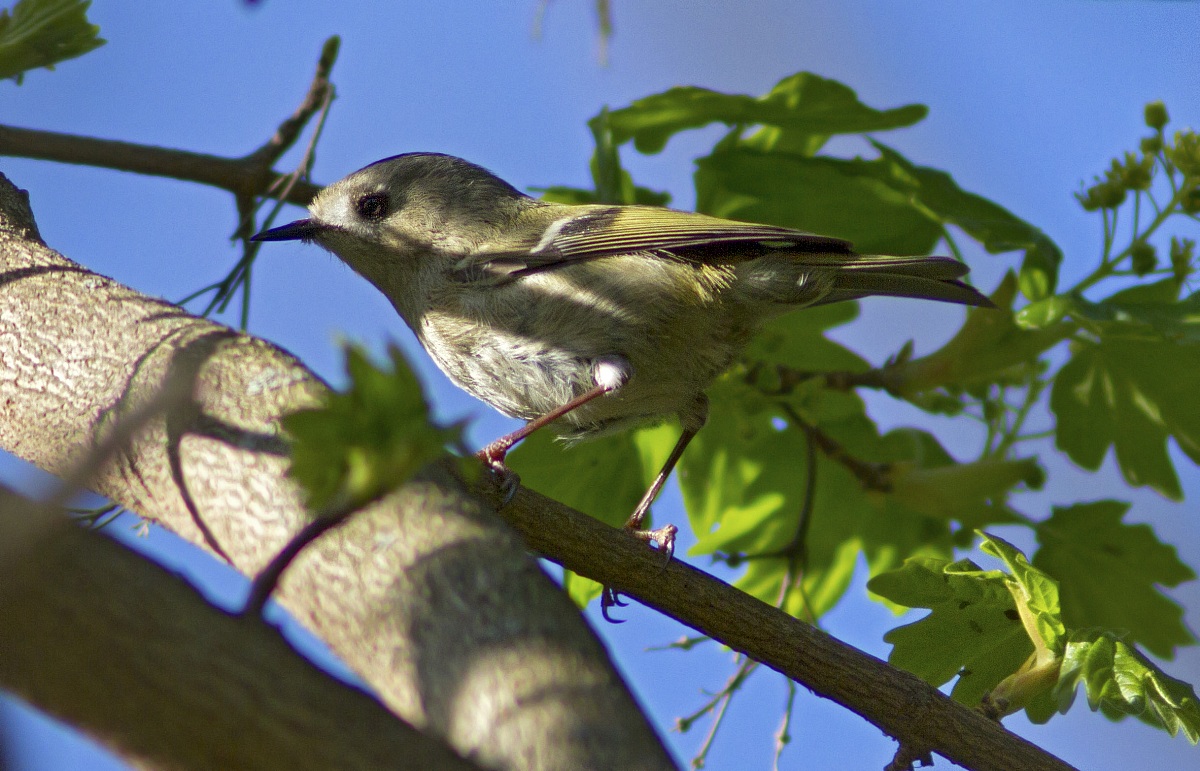 Regolo Regulus regulus