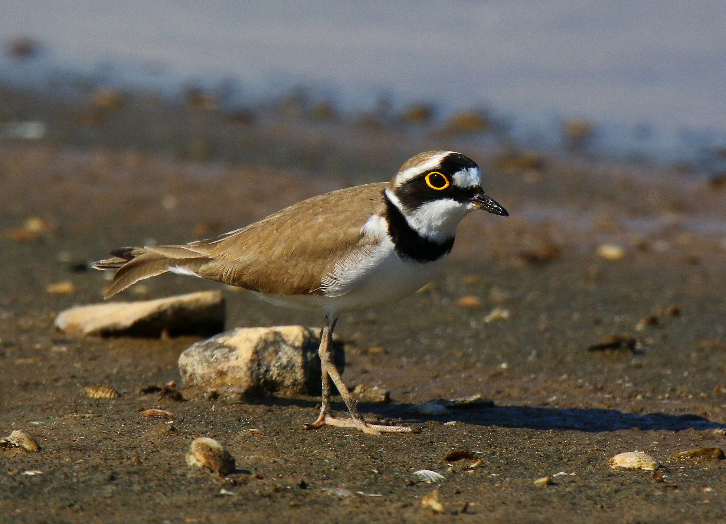 Little Ringed Plover