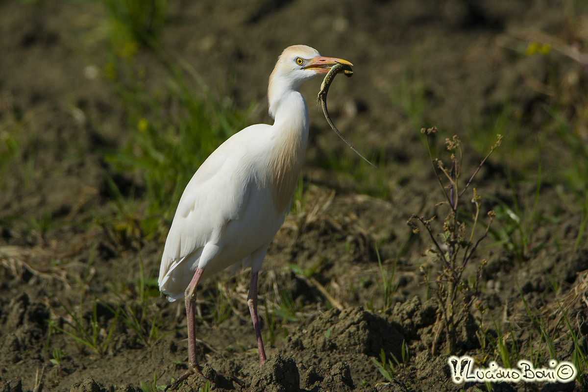 Airone guardabuoi e lucertola