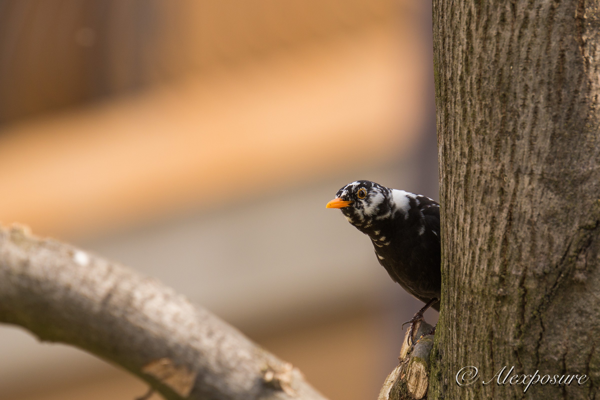 90 ° with bleaching