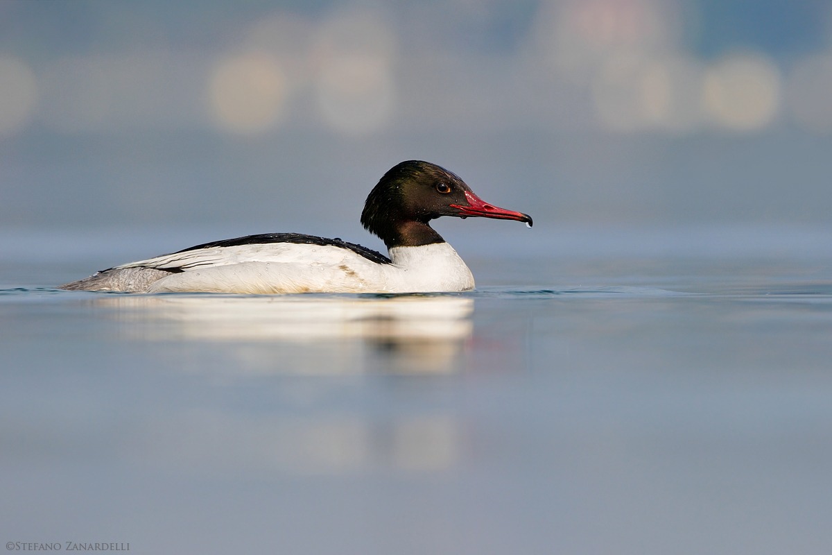 Goosander male ...