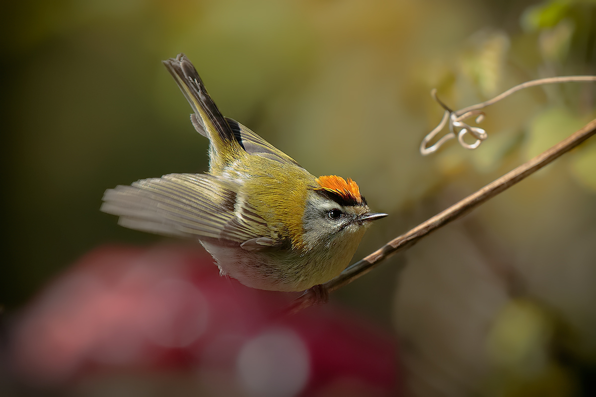 Firecrest (Regulus ignicapillus) Male