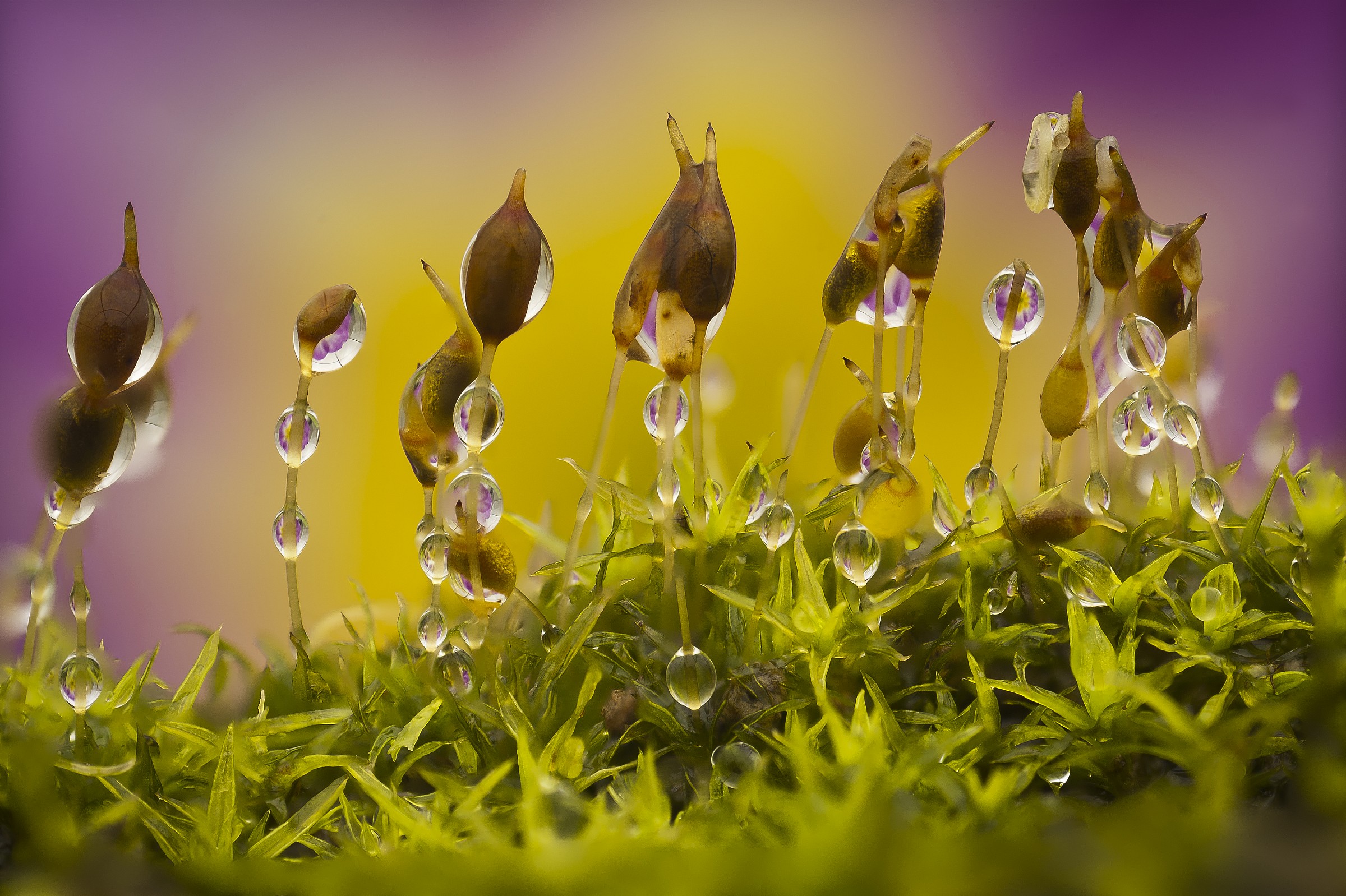 nikon d300 rodagon 50mm f2,8 soffietto