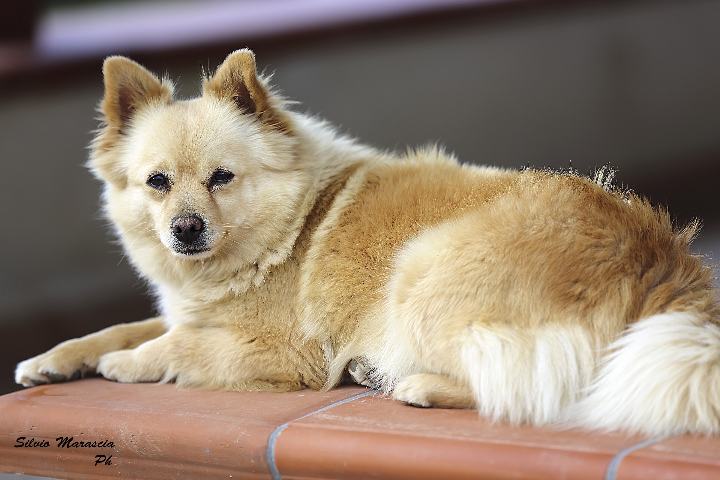 Lara....modella a 4 zampe