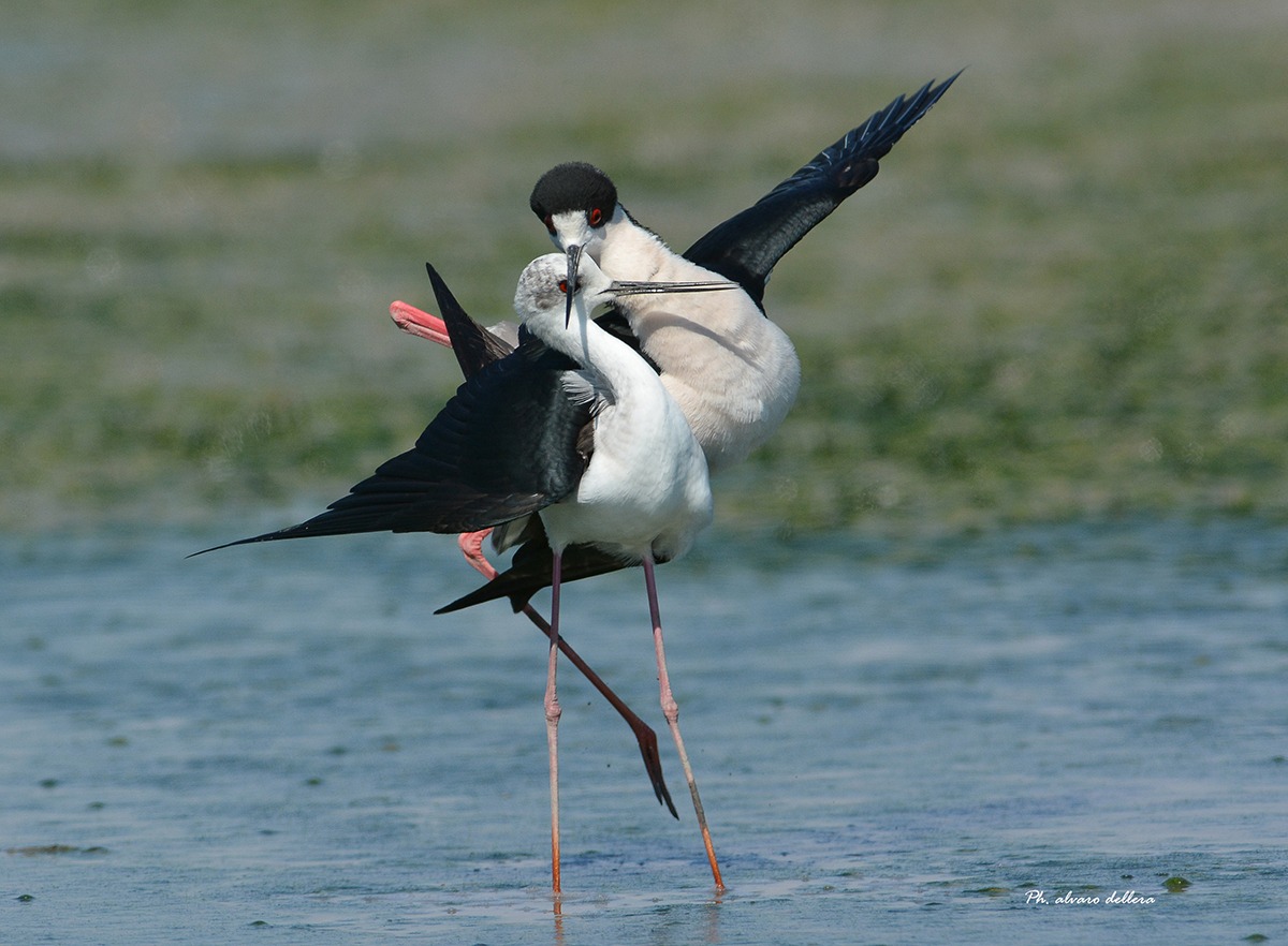 cavalieri danza nuziale